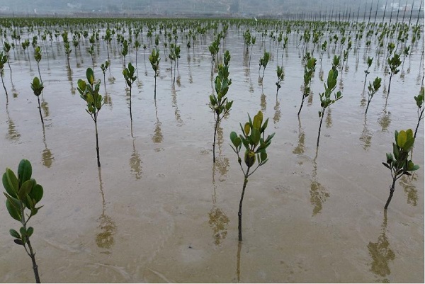 乐虎国际霞浦红树林保育活动圆满举行多方携手共筑海洋生态屏障(图4)