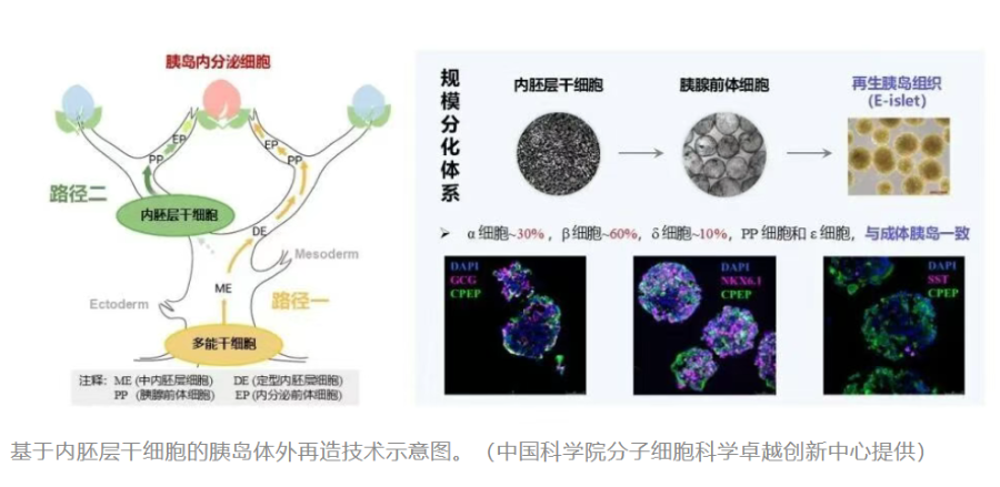 干细胞领域迎突破：相关概念股走强行业走到哪一步？(图1)