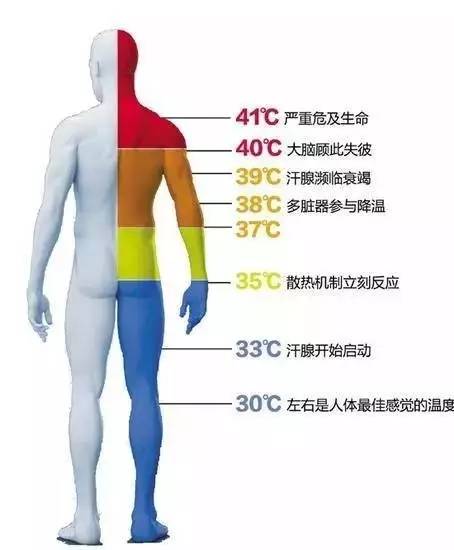 2026年全球棒球服装行业市场现状与发展趋势分析(图1)